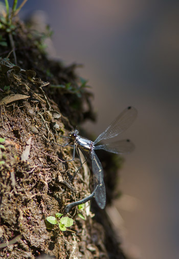 Austroargiolestes christine